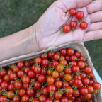 Spoon Tomatoes