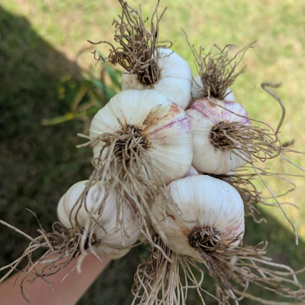 Garlic Uncured