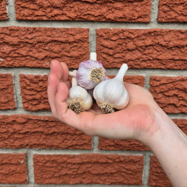 Garlic