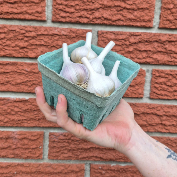 Garlic