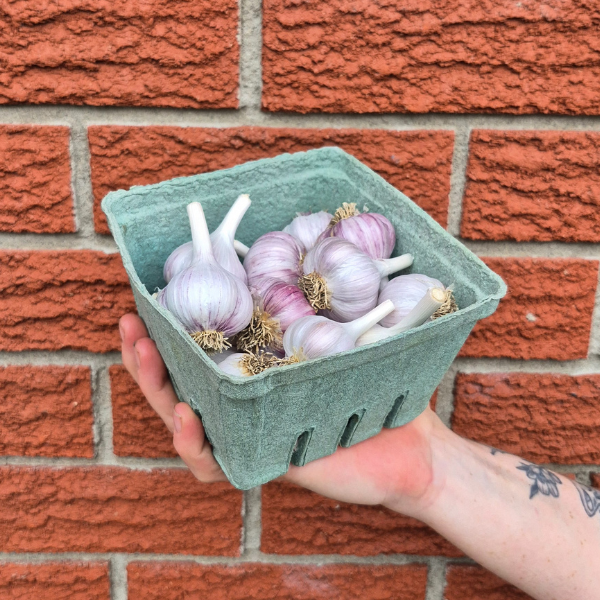 Garlic