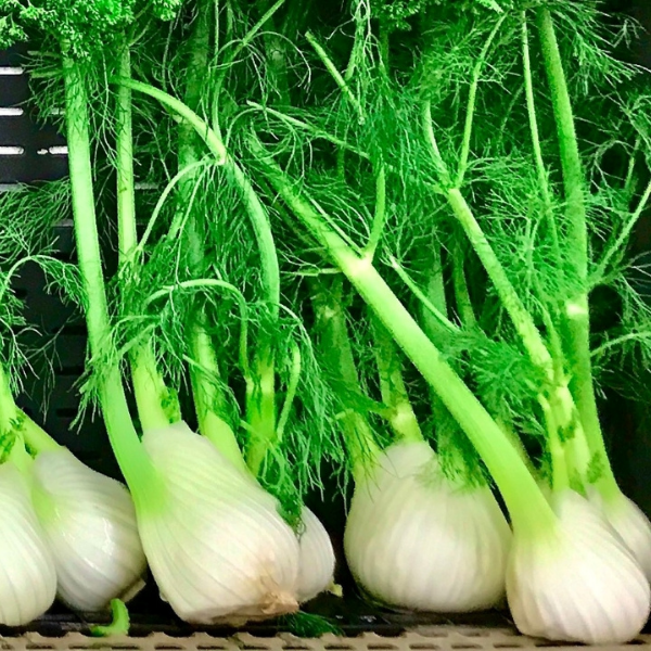 Fennel