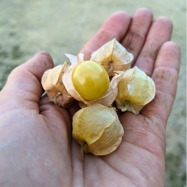 Ground Cherries