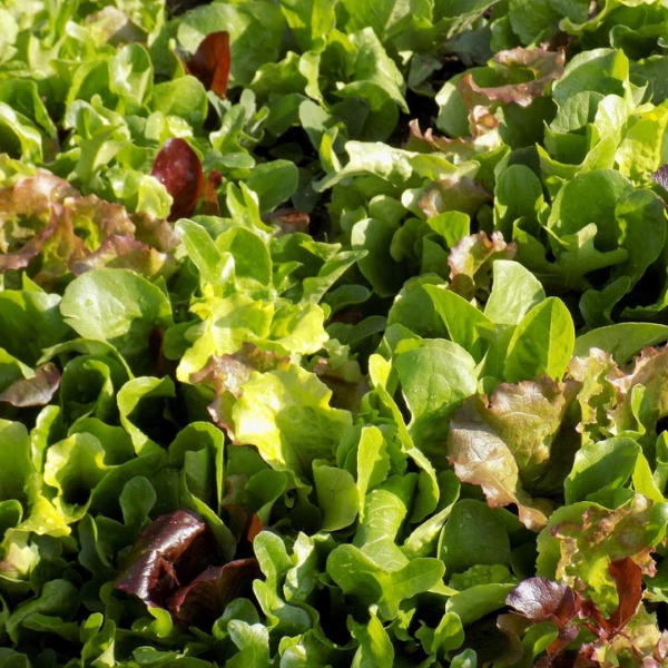 Mesclun Mix