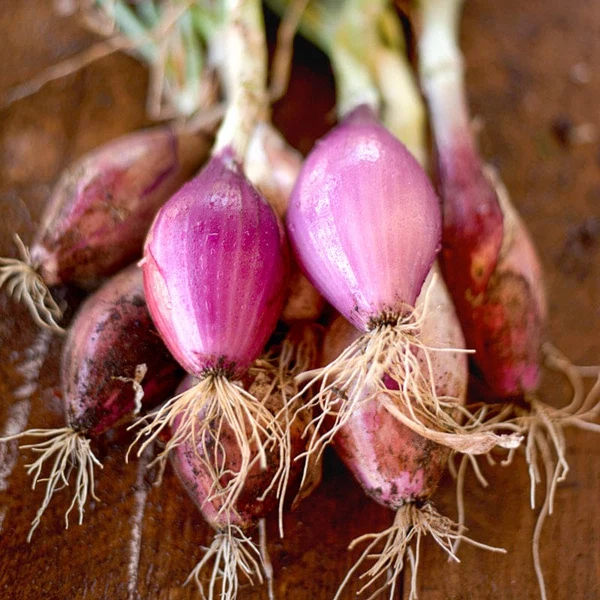 Red Onions