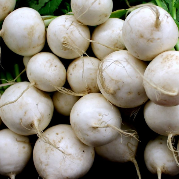 Salad Turnips