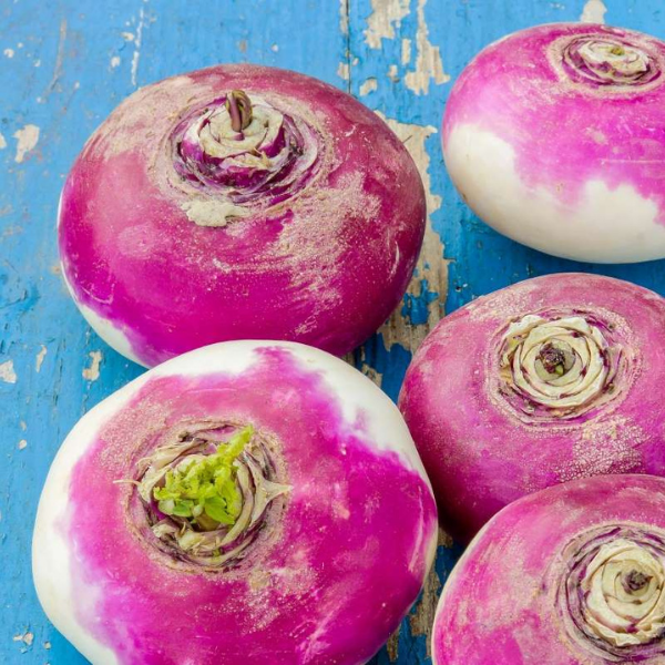 Turnip
