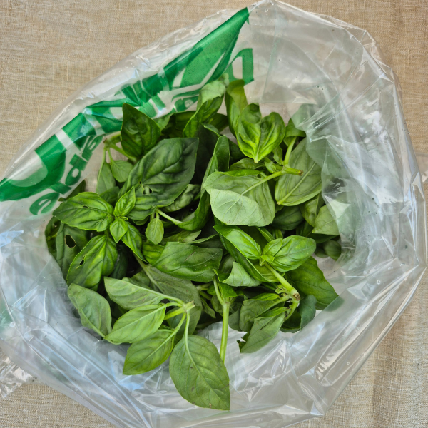 Sweet Basil