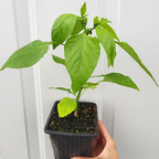Jalapeno Seedling