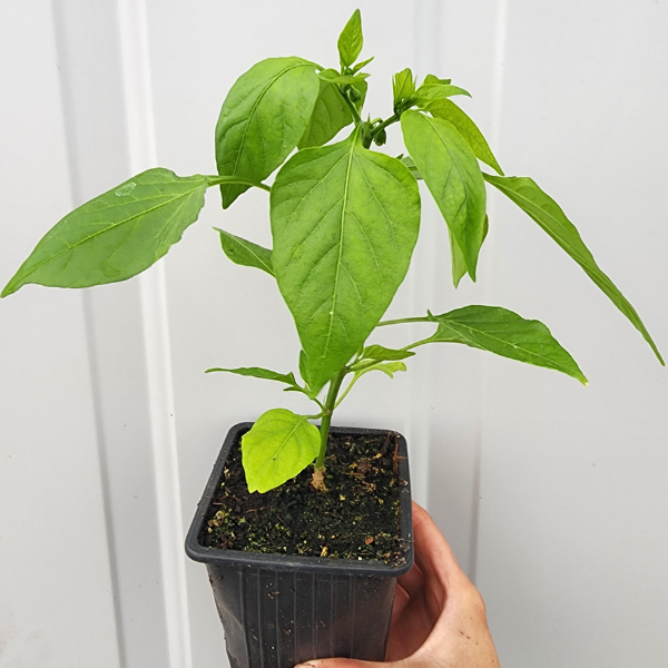 Sweet Red Pepper Seedling