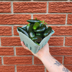 Jalapeno Seedling