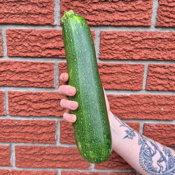 Zucchini