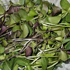 Medley Mix Microgreens