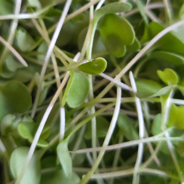 Arugula Microgreens