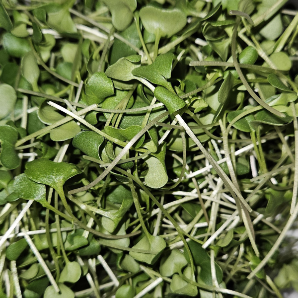 Broccoli Microgreens