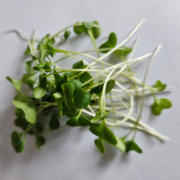 Broccoli Microgreens