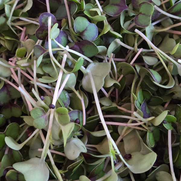 Kale Microgreens
