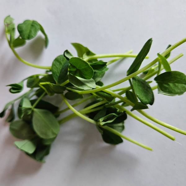 Pea Microgreens