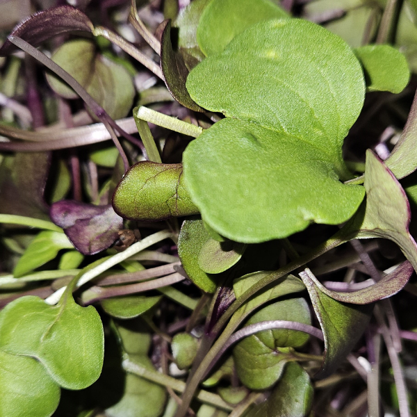 Radish Mix Microgreens