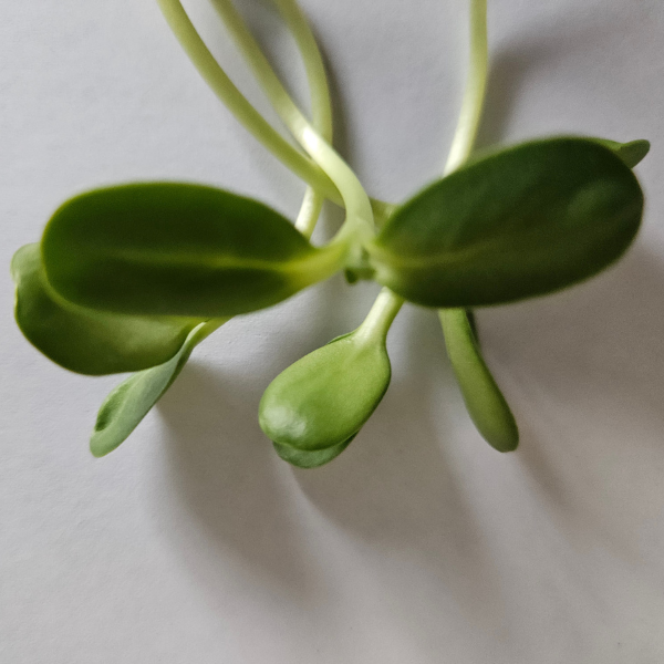 Sunflower Microgreens