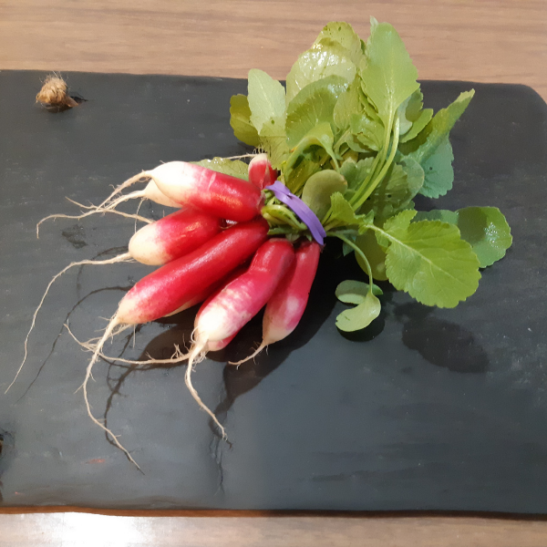 French Breakfast Radish