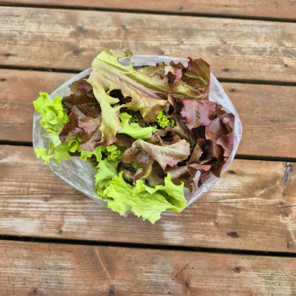 Mixed Lettuce Greens