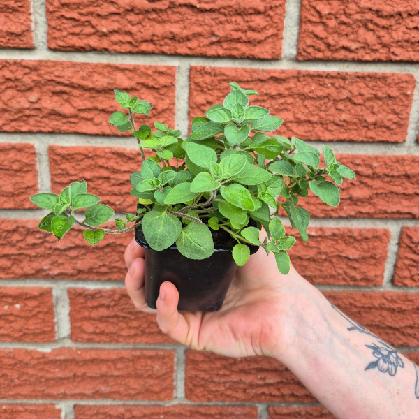 Oregano Seedling