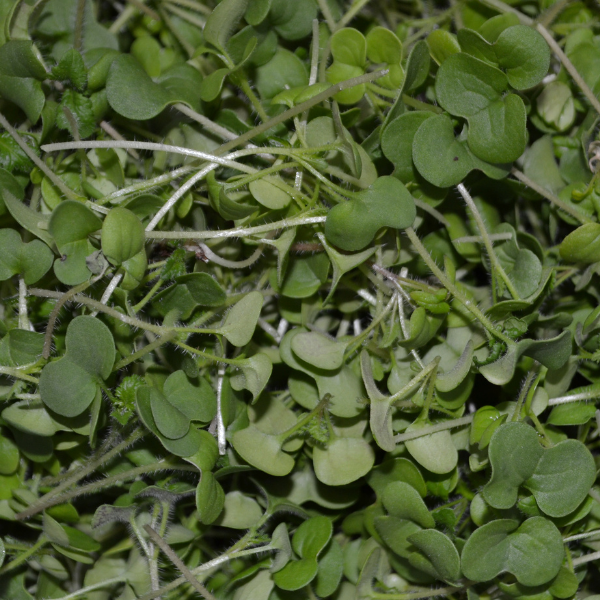 Oriental Mustard Microgreens