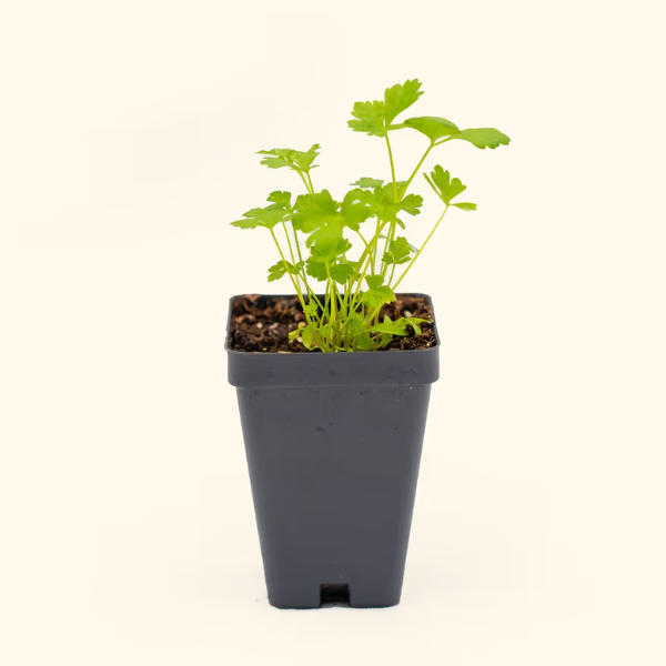 Parsley Seedling