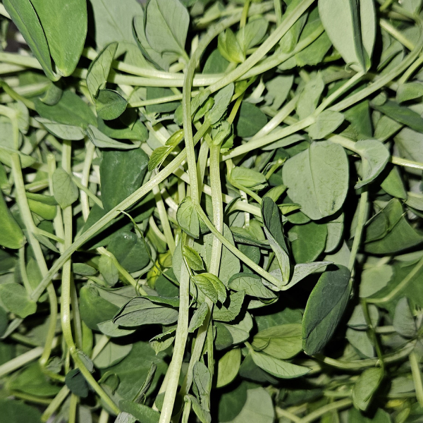 Pea Microgreens