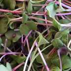 Radish Mix Microgreens