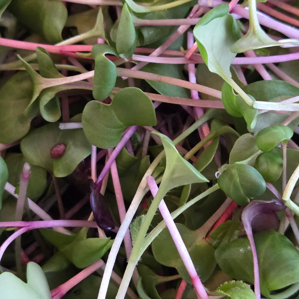 Radish Mix Microgreens