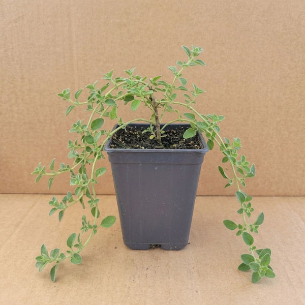 Sweet Marjoram Seedling