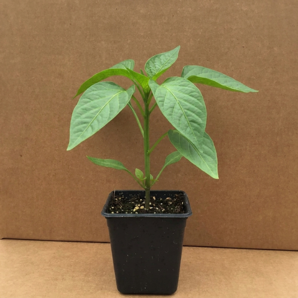 Serrano Pepper Seedling