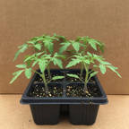 San Marzano Tomato Seedling