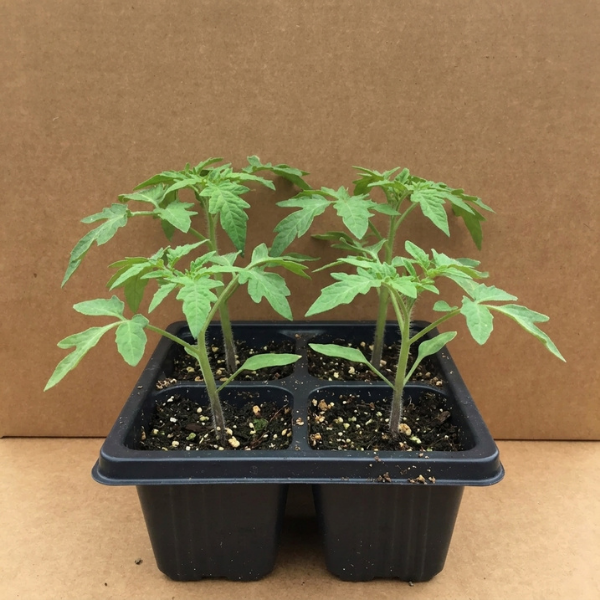 San Marzano Tomato Seedling
