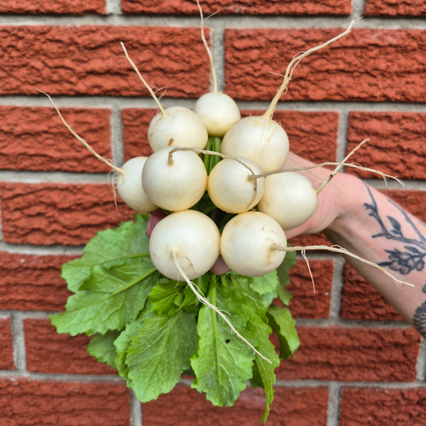 Salad Turnips