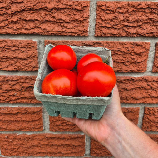 Slicing Tomato Seedling