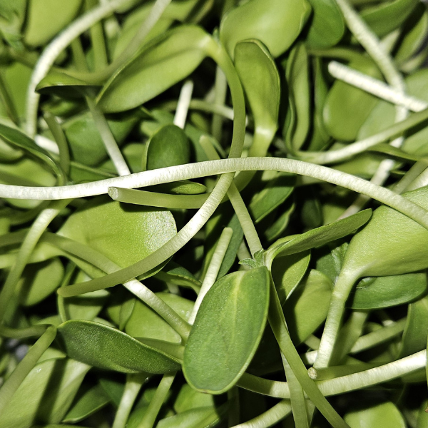 Sunflower Microgreens