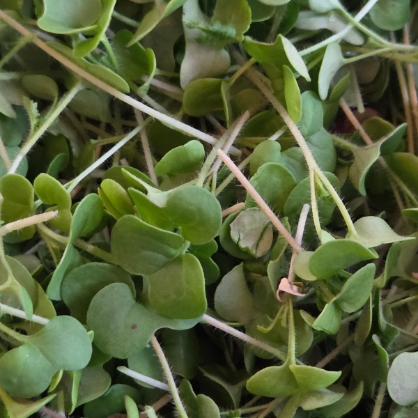 Yellow Mustard Microgreens