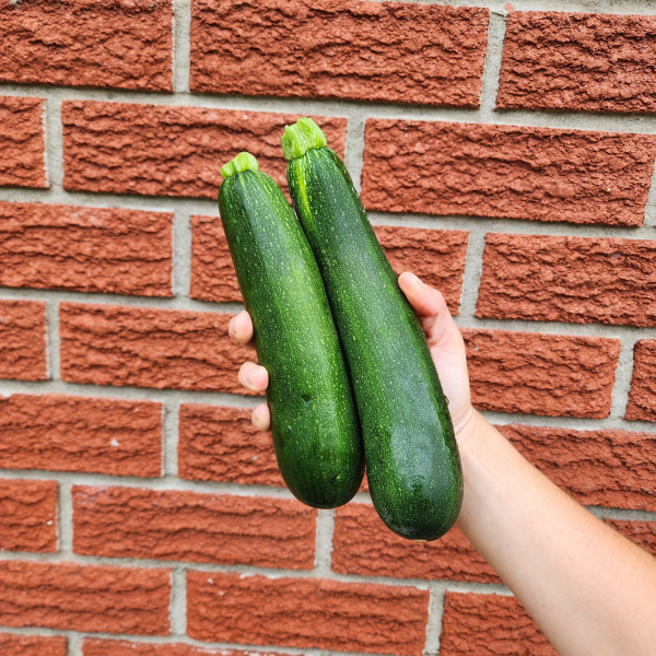 Zucchini