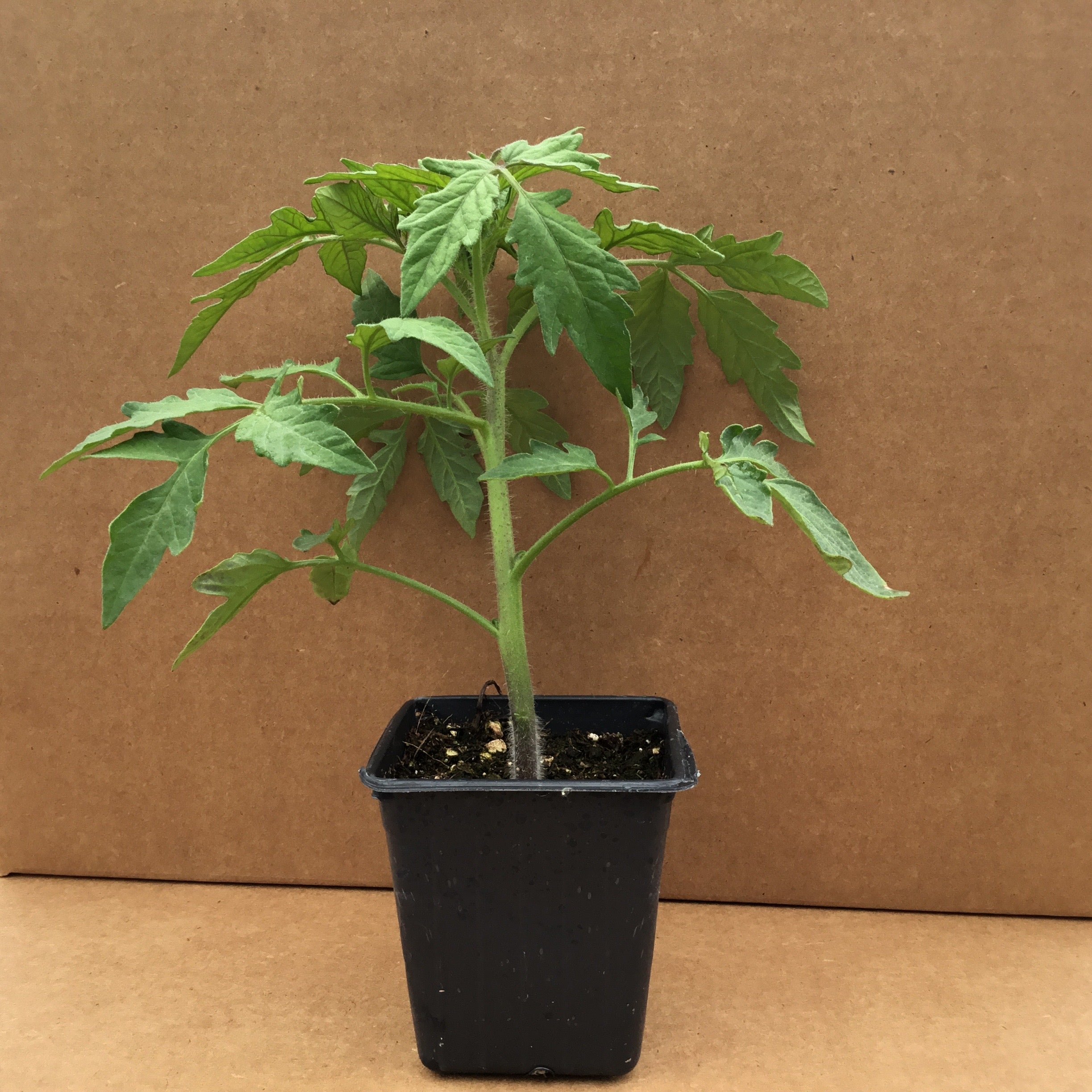 San Marzano Tomato Seedling