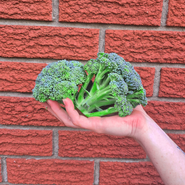 Broccoli